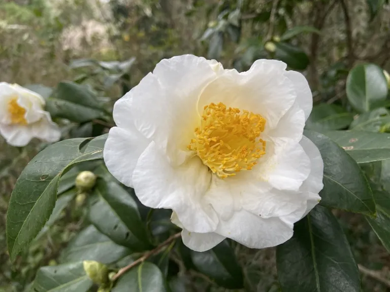 Camellia japonica 'Silver Waves' | Brookgreen